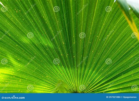 Fan Palm Leaf In The Garden Exotic Green Tropical Saribus