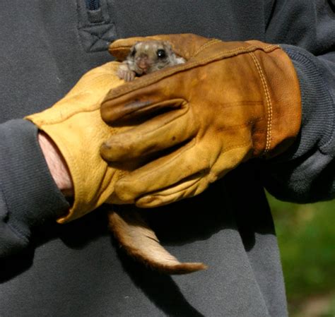 New Species Of Flying Squirrel Discovered In Pacific Northwest Cbc News