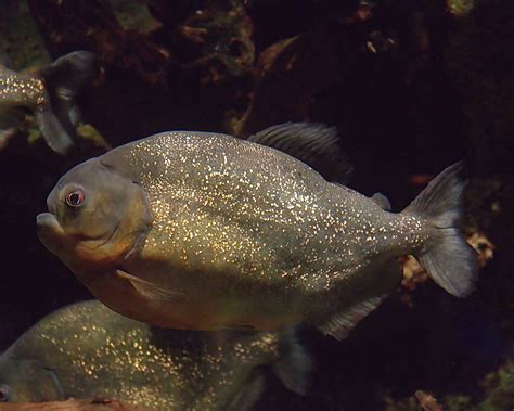 Update Piranha Relative Found In Northern Romania Lake Romania Insider