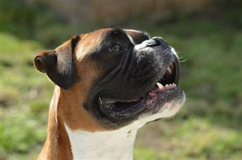 Reasons Why Your Boxer Dog Will Not Gain Weight
