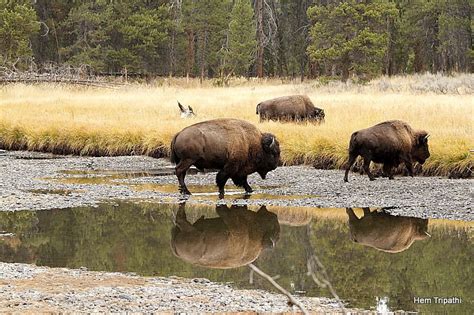 bisons crossing a creek | Photo