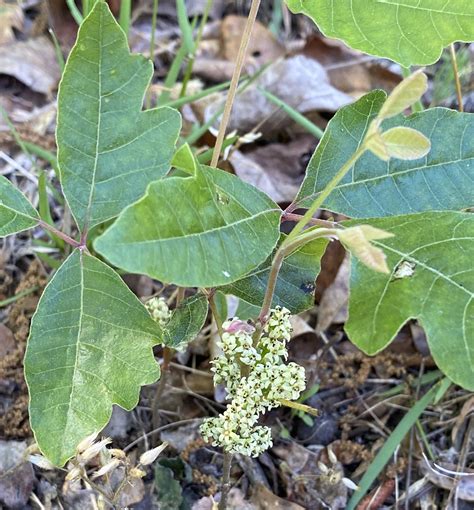 Maryland Biodiversity Project - Atlantic Poison Oak (Toxicodendron ...