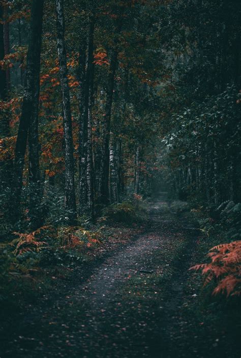 Aesthetic Dark Green Forest ~ Aesthetic Forest Hd Wallpapers
