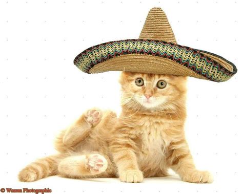 69 Best Cinco De Mayo Cats Images On Pinterest Cats Ha Ha And Kitty Cats