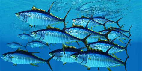Tuna Fish In Water