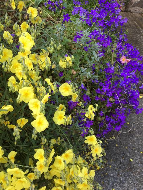 Asters do well in both full sun and partial sun, but they can't stand too. Full Sun Perennials that Bloom all Summer | Plants Bulbs Seeds