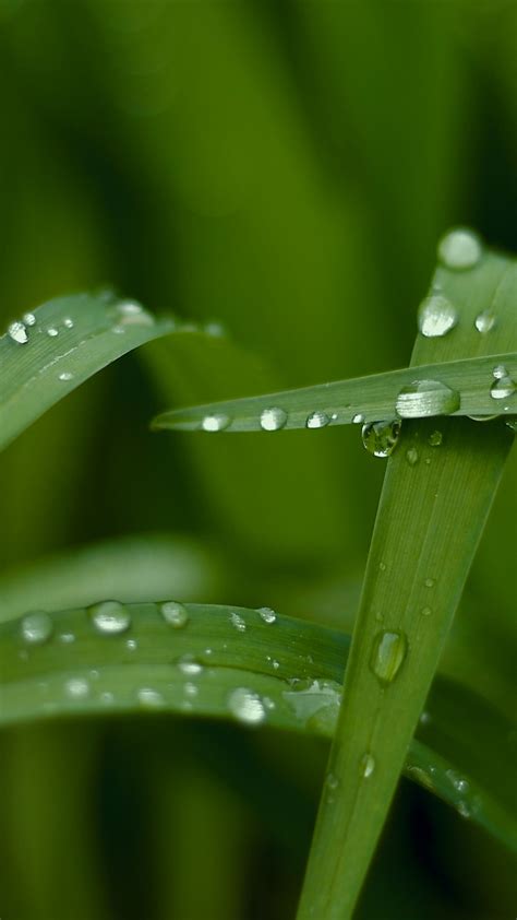 Wallpaper Grass Hd 4k Wallpaper Macro Drops Green Nature 5483