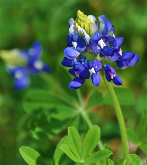 Pictures Of Bluebonnet Flowers Beautiful Flowers
