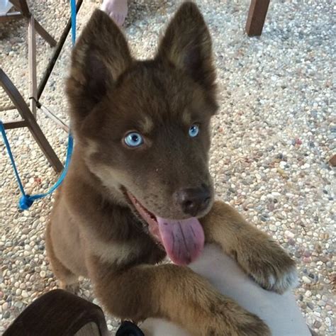 Huskies' almond shaped eyes dazzle in brown, blue or heterochromia. blue husky love | Tumblr