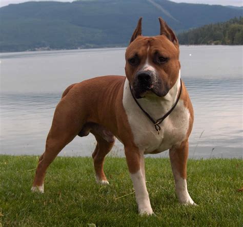 Agile, very muscular and stocky with a broad, powerful head. American Staffordshire Terrier Breed Info, Care and Wallpapers