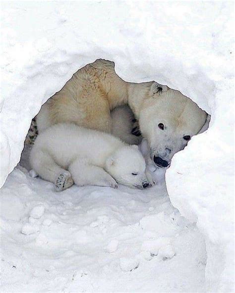 Polar Bear And Grizzly Bear Baby Peepsburghcom