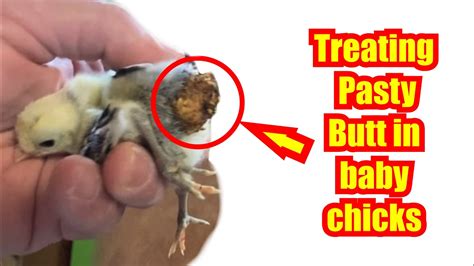 Treating Baby Chicks With Pasty Butt Youtube