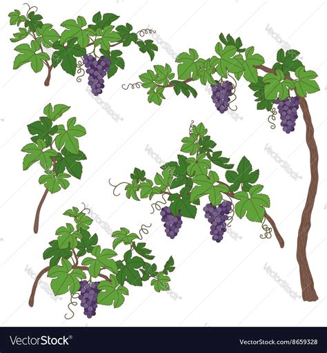 Grape Bush Royalty Free Vector Image Vectorstock