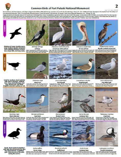 A Guide To Identifying Shorebirds In Georgia Nature Blog Network