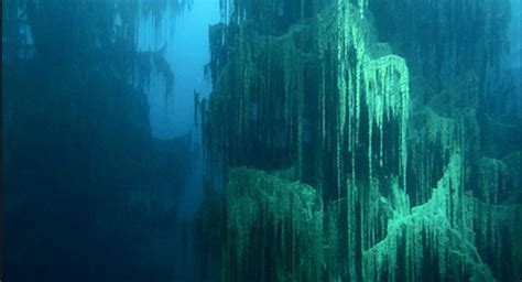 Higher Perspective Divers Discover 52000 Year Old Cypress Forest