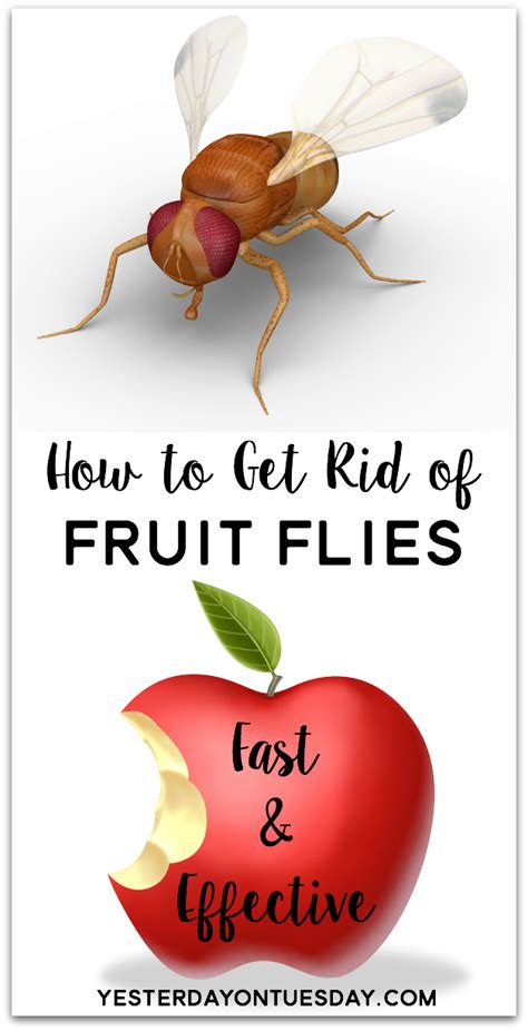 How To Get Rid Of Fruit Flies Yesterday On Tuesday