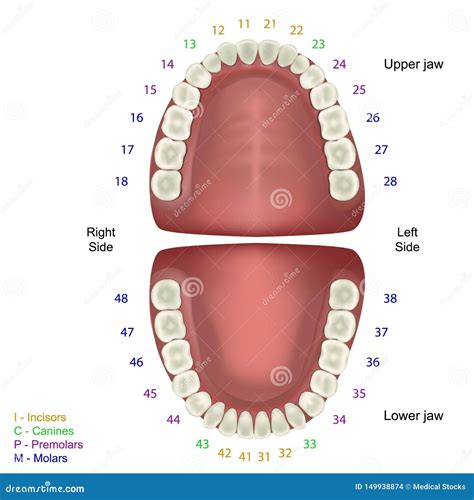 Tooth Anatomy Medical Vector Illustration On White Background With