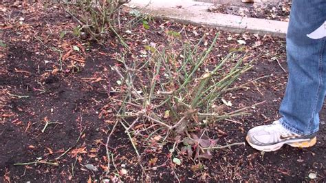 Pruning Shrub Roses Youtube