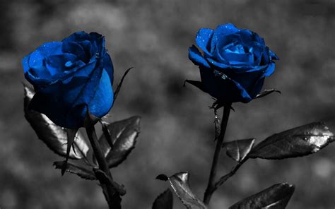 Find images of black screen. 48+ Roses Wallpaper Pics for Screen on WallpaperSafari