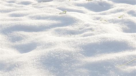 Snow Over Ground Surface With Plants Covered 4k 2160p Uhd Footage