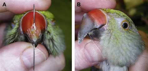 Anatomy And Disorders Of The Beak And Oral Cavity Of Birds Veterinary