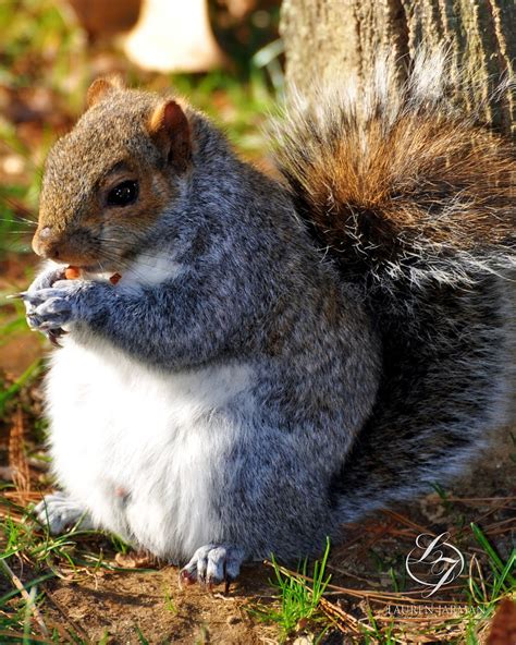 Squirrel Lauren Jarman Flickr