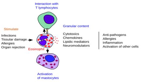 Cell Types Eosinophil Atlas Of Plant And Animal Histology