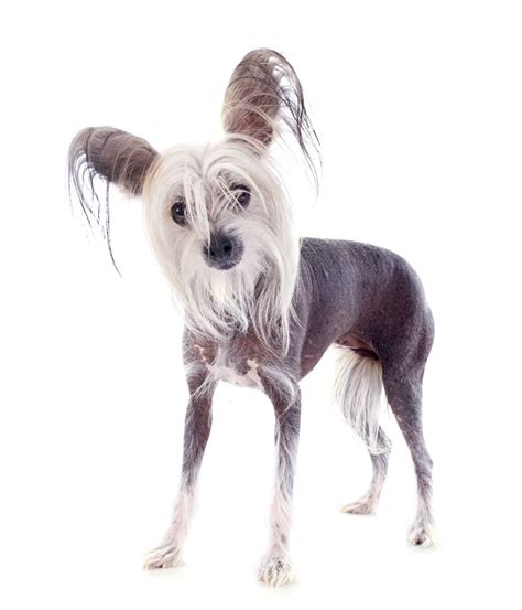 Chinese Crested Dog Breed Info And Characteristics