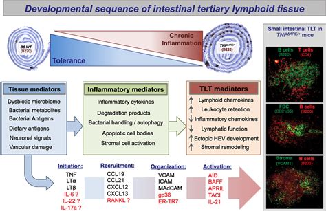 Propose Developmental Sequence Of Intestinal Tertiary Lymphoid Tissue
