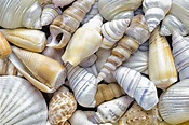 Wind Shell Wholesale Dealer, Save 57% | jlcatj.gob.mx