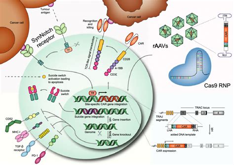 Generation Of Car T Cells Using The Crisprcas9 Gene Editing System