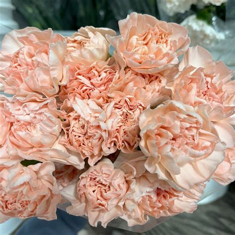 Peach Carnations Florabundance Wholesale Flowers