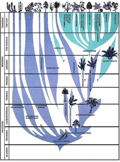 Plant Life Angiosperm Evolution