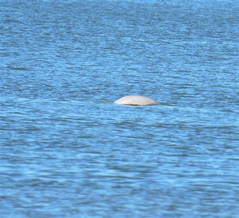 Experts Set To Record Sounds Of Benny The Beluga Whale In The River Thames At Gravesend