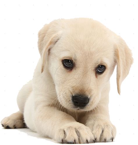Collection Of Cute Dog Png Hd Pluspng