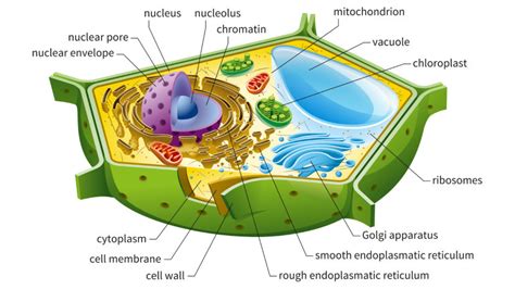 What makes animal cells and plant cells different. Here's How Plant and Animal Cells Are Different ...