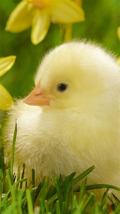 Baby Chick Wallpapers Top Free Baby Chick Backgrounds Wallpaperaccess