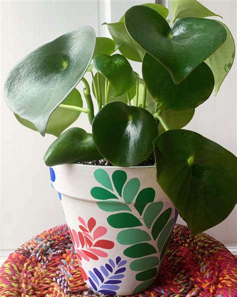 The white flower spikes are narrow, long and upright, resembling. Lowe's is no joke these days! Peperomia polybotrya with ...