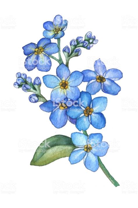 Forget Me Not Flowers Bouquet Blue Wild Flower Watercolor Hand