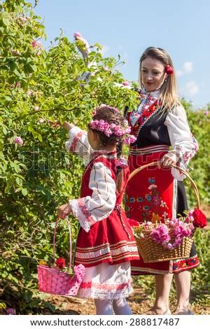 Gorno Cherkovishte Bulgaria May Rose Picking Ritual