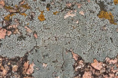 Slideshow 2419 09 The Most Common Grey Crustose Lichen Aspicilia In
