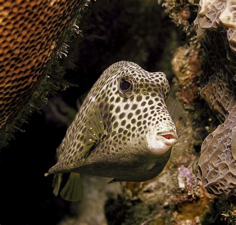Spotted trunkfish - Wikipedia
