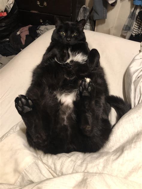 Mabel Is A Very Classy Lady Chonkers