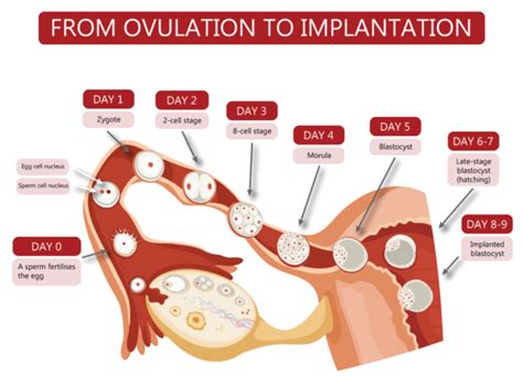Fertilisation Implantation And Pregnancy
