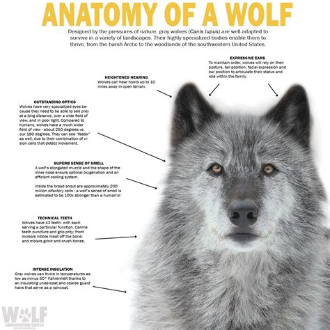 Anatomy Wolf Wolf Conservation Center