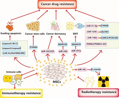 Msc Derived Exosomes In Cancer Therapy Resistance Msc Derived Exosomes