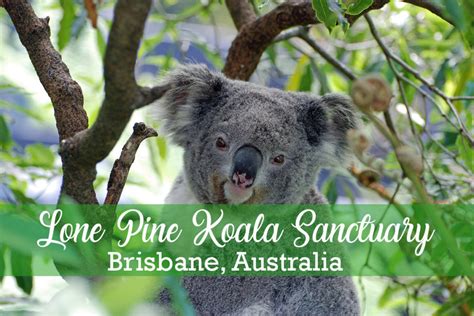 Hold A Koala At Lone Pine Koala Sanctuary In Brisbane