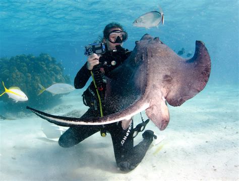 The stingray group owns and distributes some of southern africa's favourite brands covering the automotive, lifestyle, heating, camping, cleaning, laundry, personal weight management and electrical. Scuba Diving With Stingrays In The Cayman Islands | Reef ...