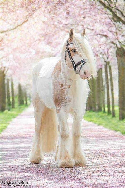 Pretty Post Imgur Horses Beautiful Horses Cute Horses