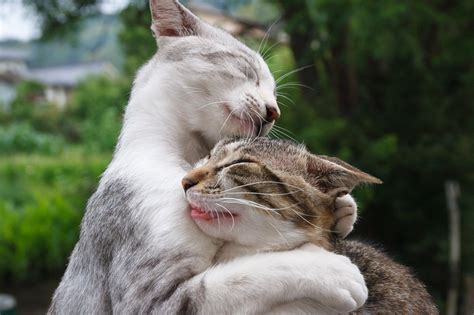 Two Cats Hugging Papel De Parede Hd Plano De Fundo 2048x1365